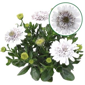 Bild von Osteospermum  P12 Double white